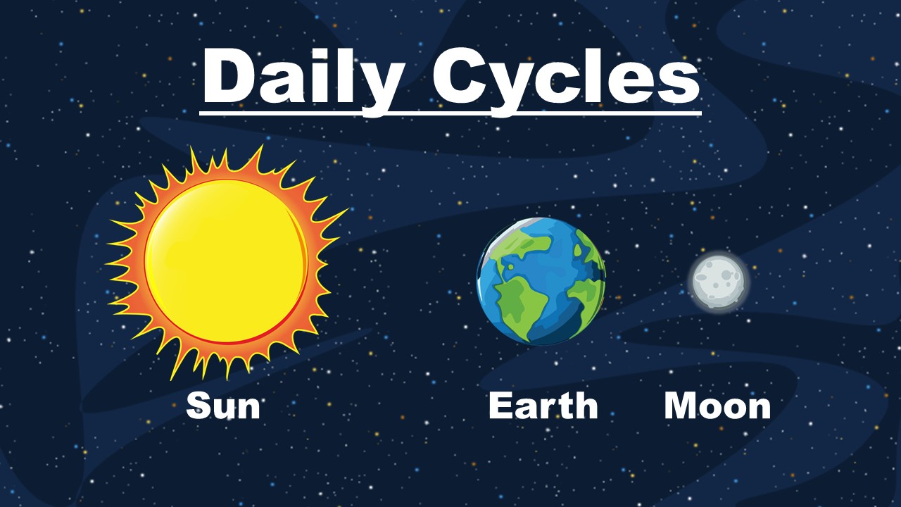 Daily Cycles