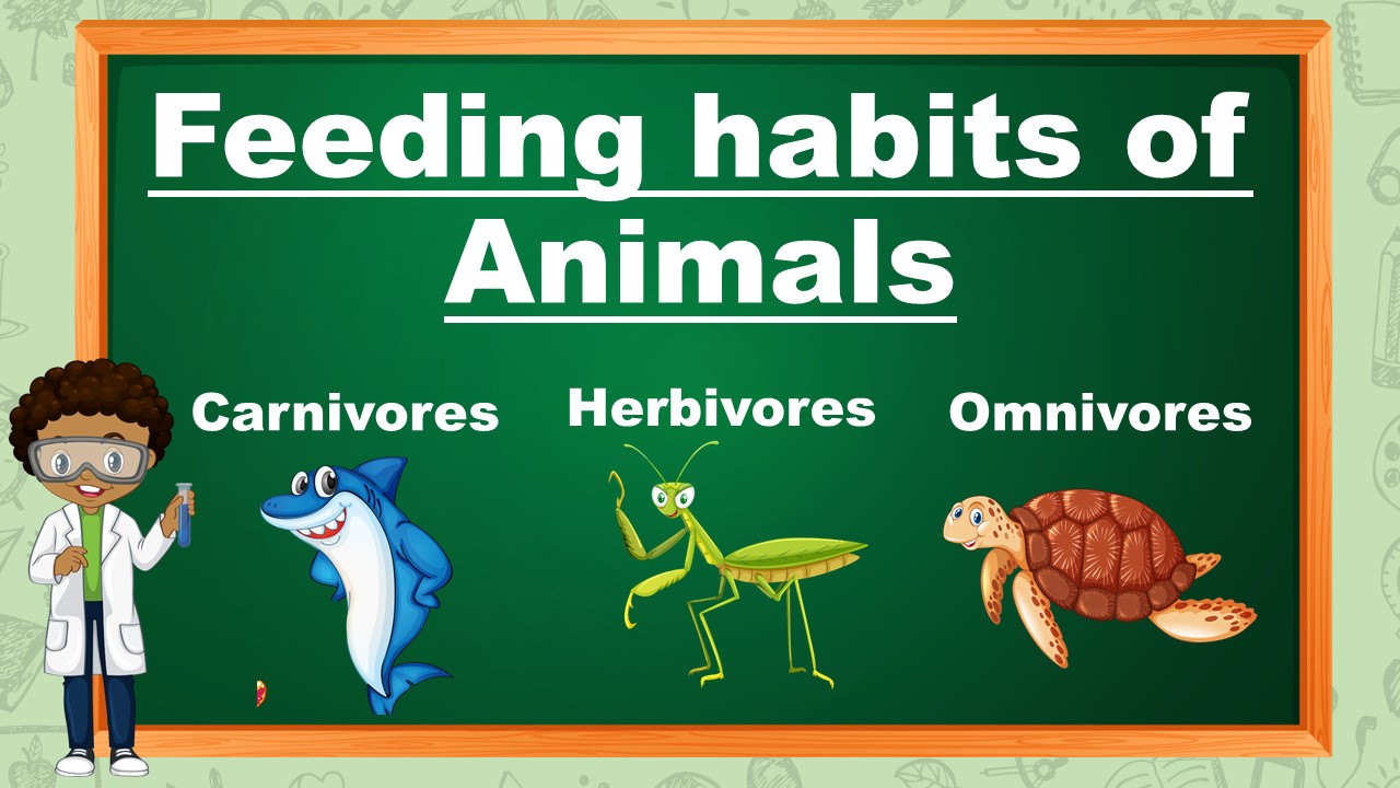 Feeding Habits of Animals