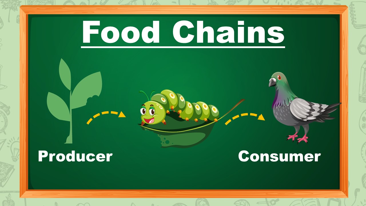 Food Chains