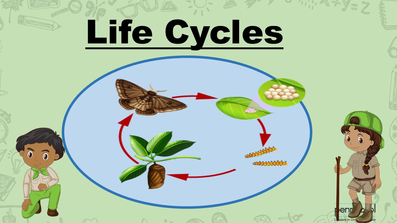 Life Cycles of Animals