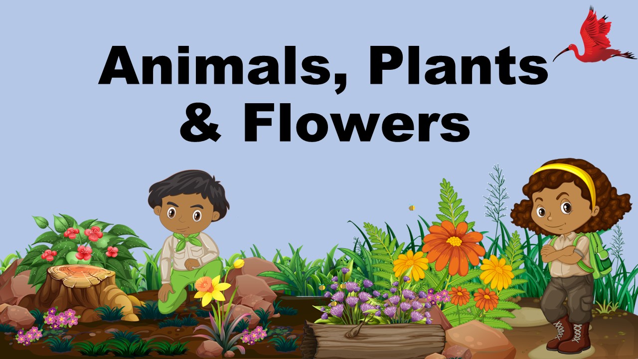 animals and plants are composed of